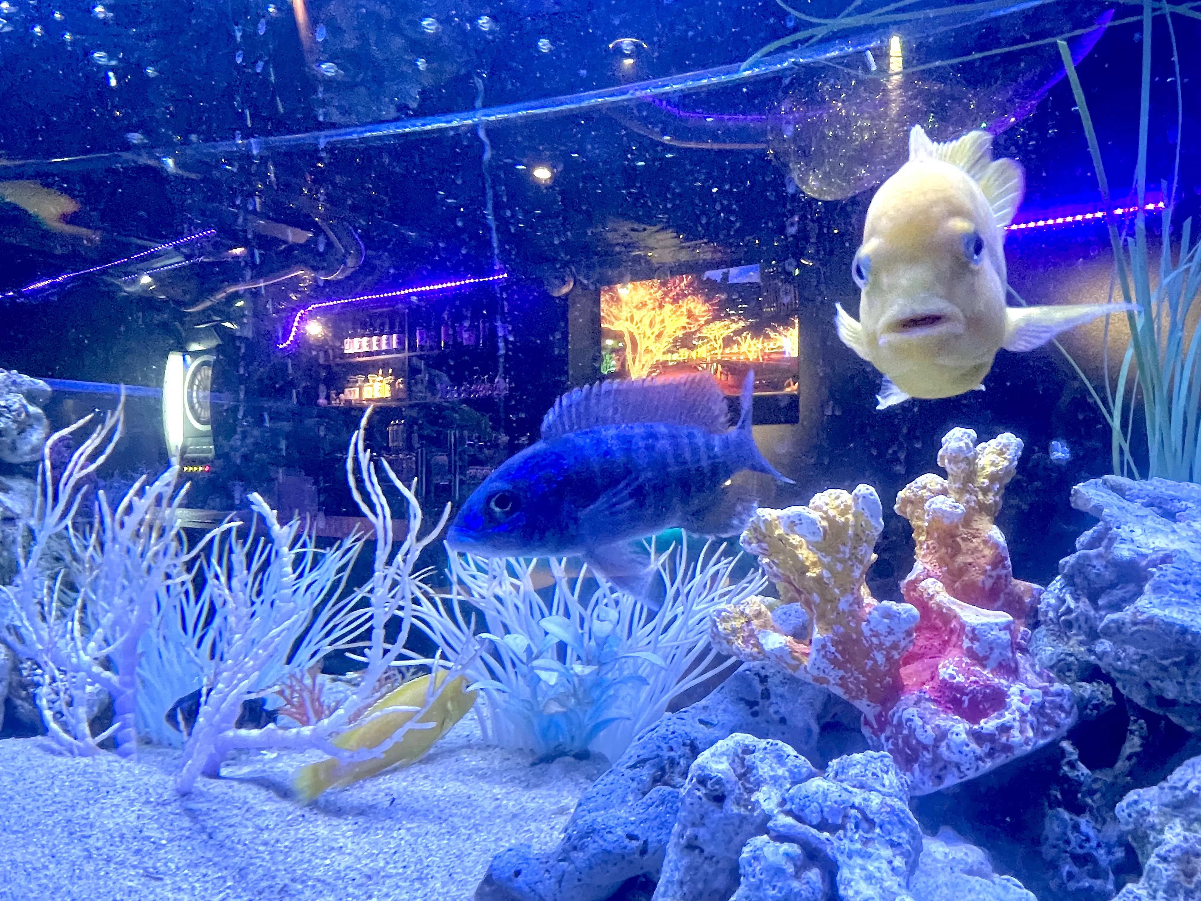 AQUA BARの店内写真